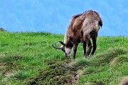 04 Il camoscio bruca la verde erba novella